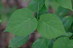 Maroon Carolina milkvine